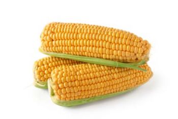 Maíz - Alimentos y Cereales, S.A. de C.V.